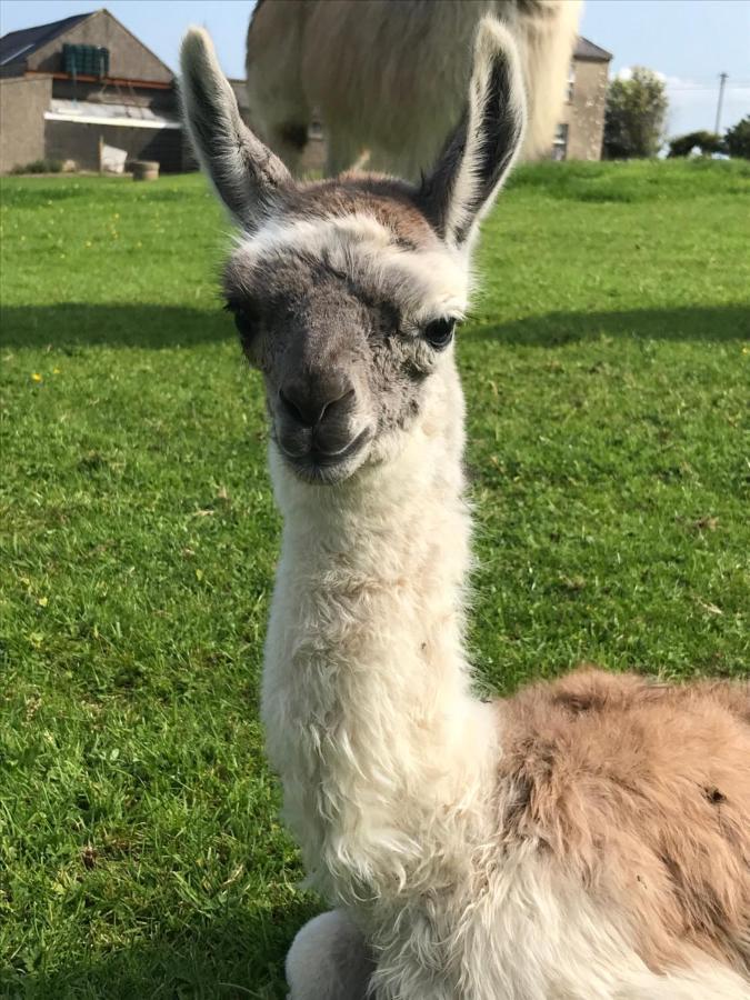 The Lazy Llama Shepherd Hut On Llama Farm Ballyshannon Luaran gambar