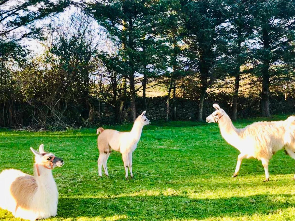 The Lazy Llama Shepherd Hut On Llama Farm Ballyshannon Luaran gambar